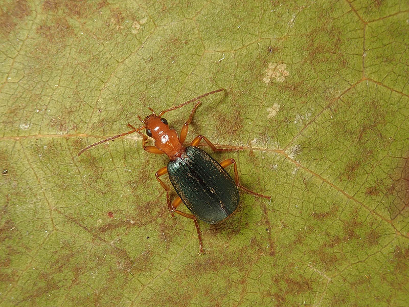 Carabidae: Brachinus elegans e B. psophia da confermare